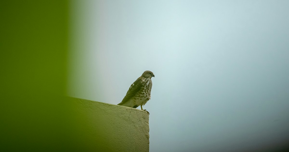 Muzaffarpur, India